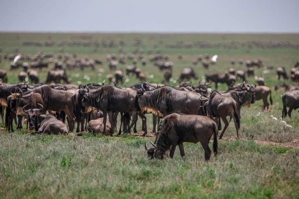 African Buffalos Lake Manyara National Park Tanzania — Stock Photo, Image
