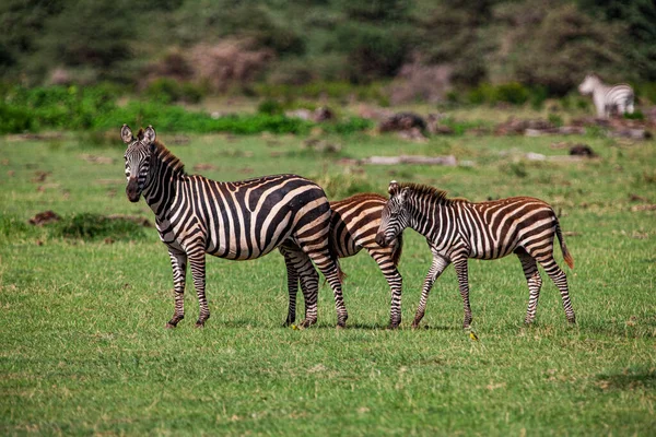 Zebras Parque Nacional Lago Manyara Tanzânia — Fotografia de Stock