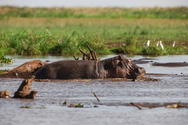 Hippopotamus Nationaal Park Lake Manyara Tanzania — Stockfoto
