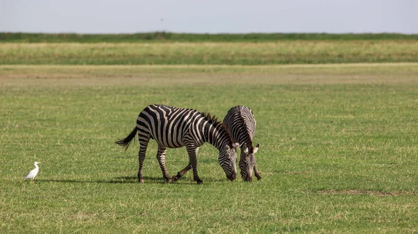 Zebras Lake Manyara Nationalpark Tansania — Stockfoto