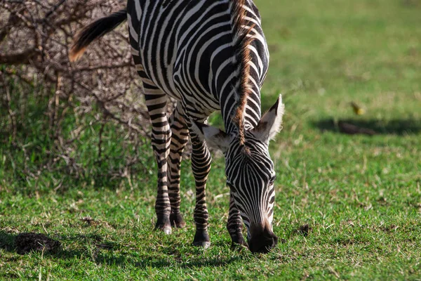 Zebra Auf Gras Lake Manyara Nationalpark — Stockfoto