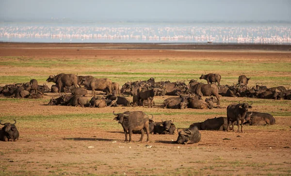 Afrikanische Büffel Lake Manyara Nationalpark Tansania — Stockfoto