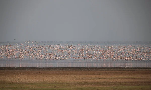 Manyara Gölü 'ndeki büyük beyaz pelikanlar Tanzanya, Afrika.