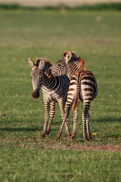 Zebras Lake Manyara Nationalpark Tansania — Stockfoto