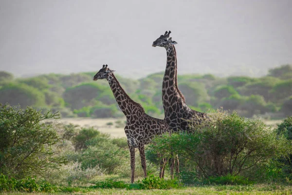 Giraffes Lake Manyara National Park Tanzania — стокове фото