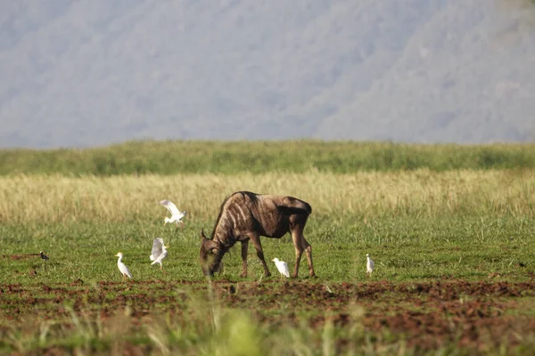 Búfalo Africano Aves Parque Nacional Lago Manyara Tanzânia — Fotografia de Stock