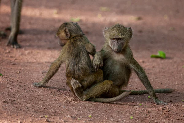 Бабуины Лесу Озера Маньяра Национальный Парк Танзания — стоковое фото