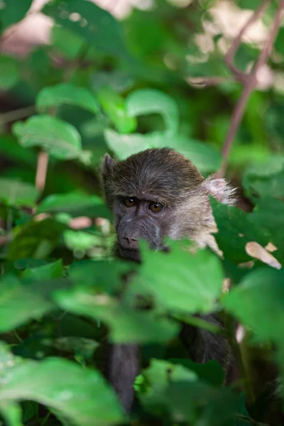 Babbuino Nella Foresta Del Parco Nazionale Del Lago Manyara Tanzania — Foto Stock