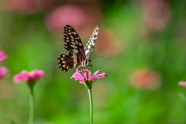Schöner Schmetterling Auf Einer Blume Lake Manyara Nationalpark Tansania — Stockfoto