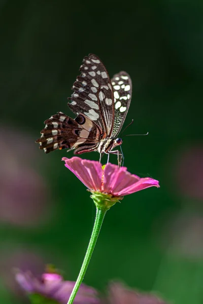 Hermosa Mariposa Descansando Flor Parque Nacional Del Lago Manyara Tanzania — Foto de Stock