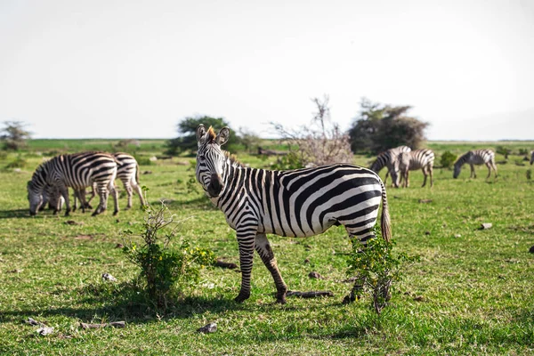 Zebry Parku Narodowym Jezioro Manyara Tanzania — Zdjęcie stockowe
