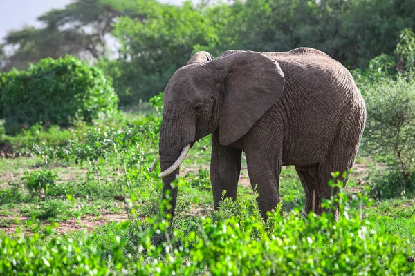 Αφρικανικοί Ελέφαντες Στο Εθνικό Πάρκο Της Λίμνης Manyara Τανζανία — Φωτογραφία Αρχείου