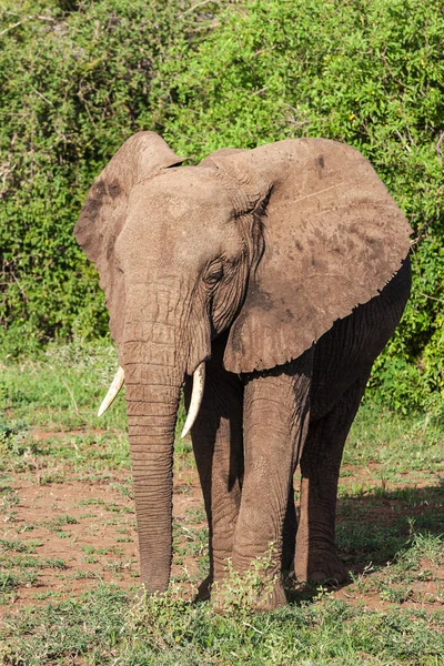 Elefante Africano Parque Nacional Del Lago Manyara Tanzania — Foto de Stock