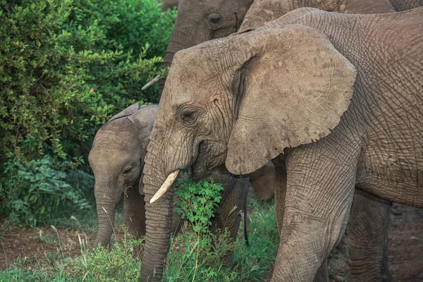 Afrikanske Elefanter Lake Manyara Nasjonalpark Tanzania – stockfoto
