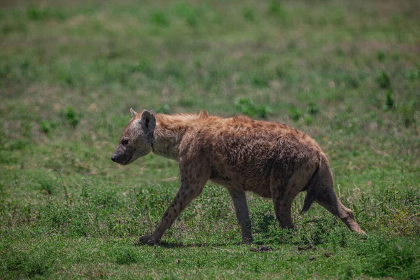 Täplikäs Hyena Serengetin Kansallispuistossa Tansaniassa Afrikassa — kuvapankkivalokuva
