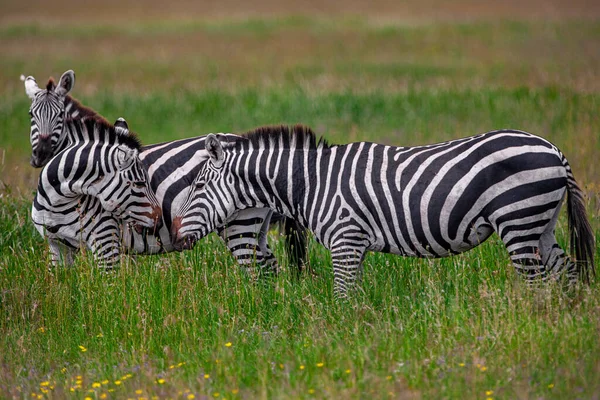 Zèbres Dans Parc National Serengeti Tanzanie — Photo