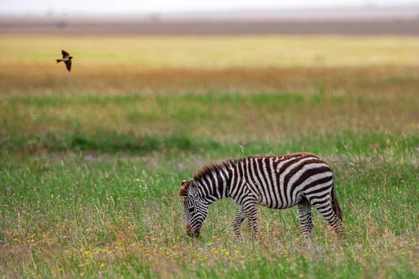 タンザニアのセレンゲティ国立公園のゼブラ — ストック写真