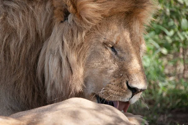 Löwe Serengeti Nationalpark Tansania — Stockfoto