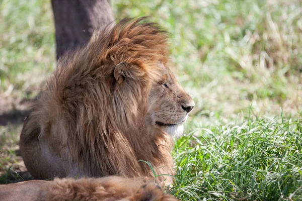 Лев Національний Парк Серенгеті Танзанія — стокове фото