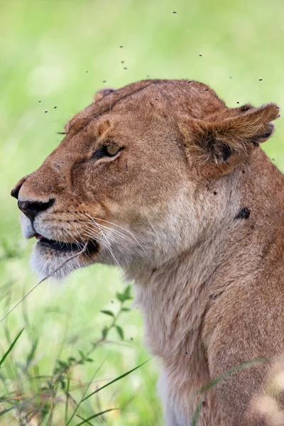 Левиця Національному Парку Серенгеті Танзанія — стокове фото