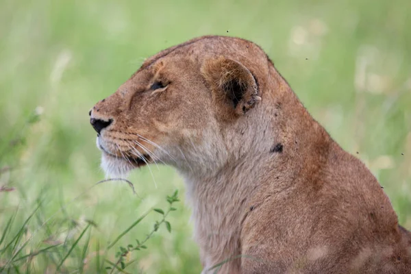 Leonessa Nel Parco Nazionale Del Serengeti Tanzania — Foto Stock
