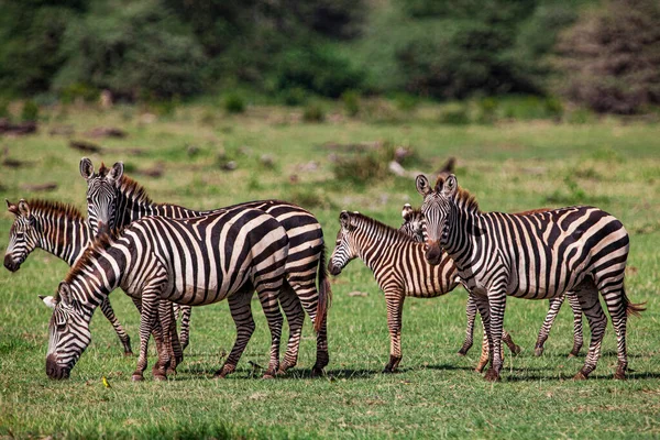 Cebras Parque Nacional Del Lago Manyara Tanzania —  Fotos de Stock
