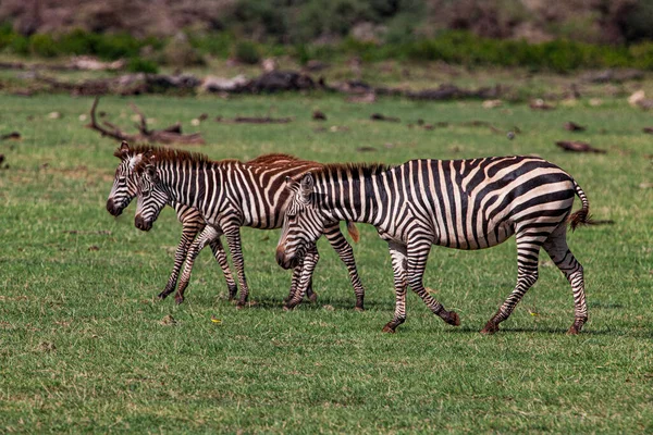 Zèbres Dans Parc National Lac Manyara Tanzanie — Photo