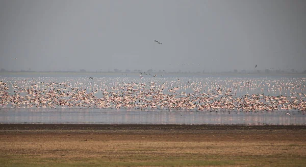 Suuret Valkoiset Pelikaanit Manyara Järven Kansallispuistossa Tansania Afrikka — kuvapankkivalokuva