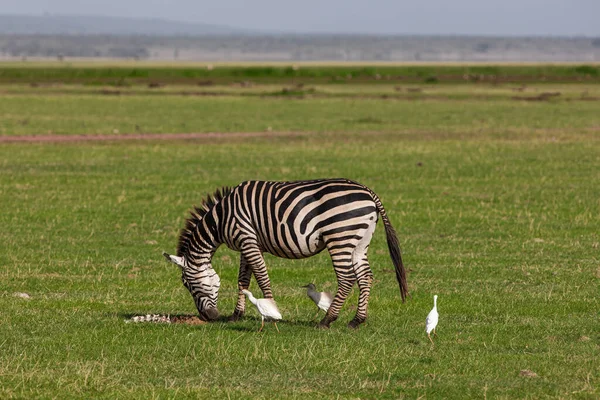 Zebra Gras Bij Lake Manyara National Park — Stockfoto