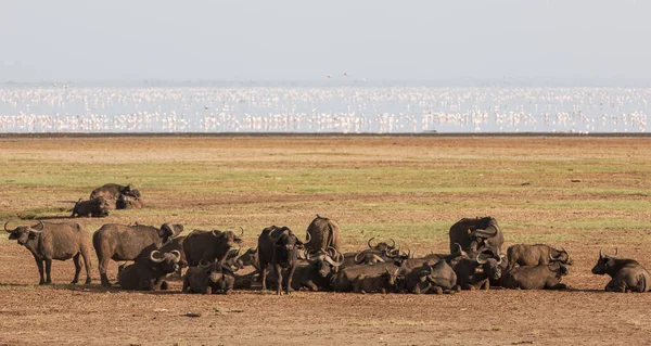 Afrikanske Bøfler Manyarasjøen Tanzania – stockfoto