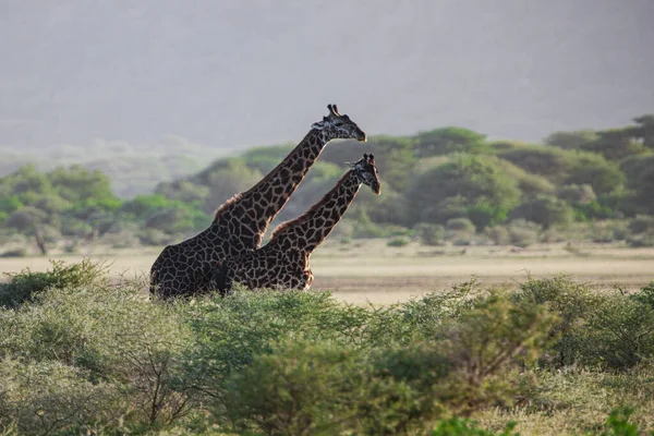 Giraffen Het Lake Manyara National Park Tanzania — Stockfoto
