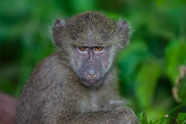 Pavián Lese Národního Parku Manyara Tanzanie — Stock fotografie
