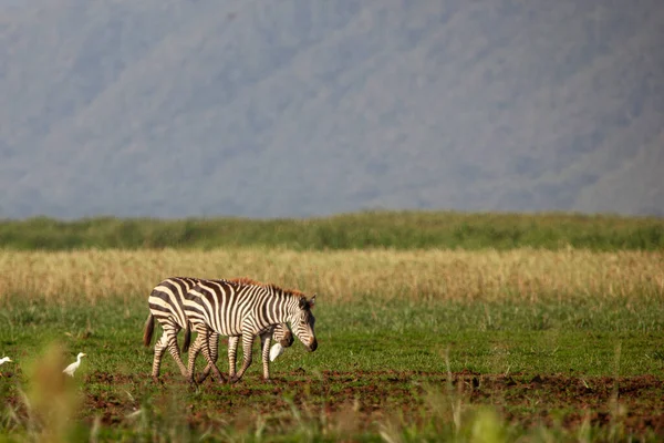 Zebras Lake Manyara National Park Tanzania — Stockfoto