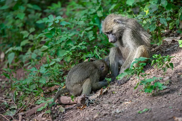 Tanzanya Daki Manyara Gölü Ulusal Parkı Ormanında Babunlar — Stok fotoğraf