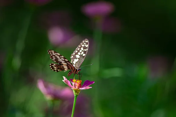 Beau Papillon Reposant Sur Fleur Dans Parc National Lac Manyara — Photo