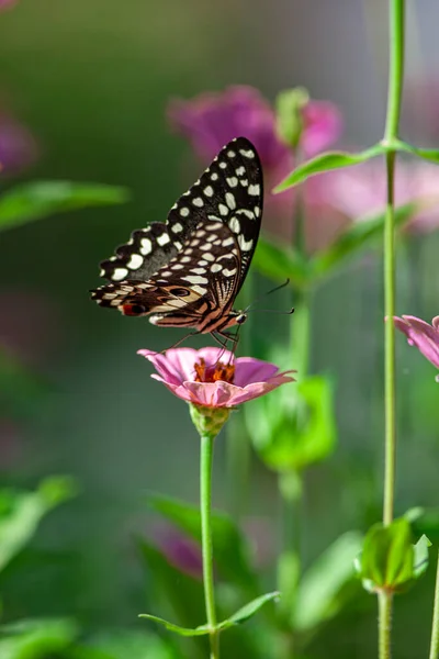 Beautiful Butterfly Resting Flower Lake Manyara National Park Tanzania — Stock Photo, Image