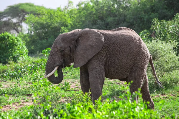 Afrikansk Elefant Lake Manyara Nasjonalpark Tanzania – stockfoto