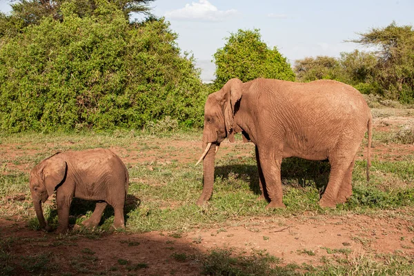 Gruppe Elefanter Savannen Ved Manyaras Nasjonalpark – stockfoto