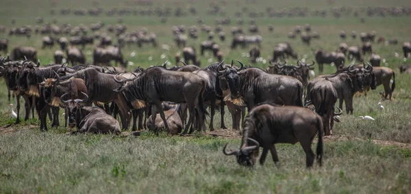 African Buffalos Lake Manyara National Park Tanzania — Stock Photo, Image