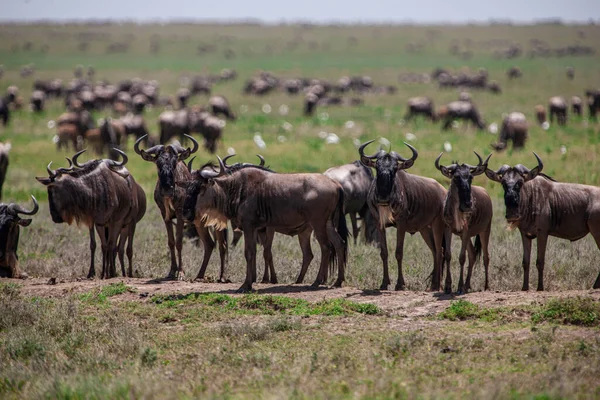 Bufali Africani Nel Parco Nazionale Del Lago Manyara Tanzania — Foto Stock