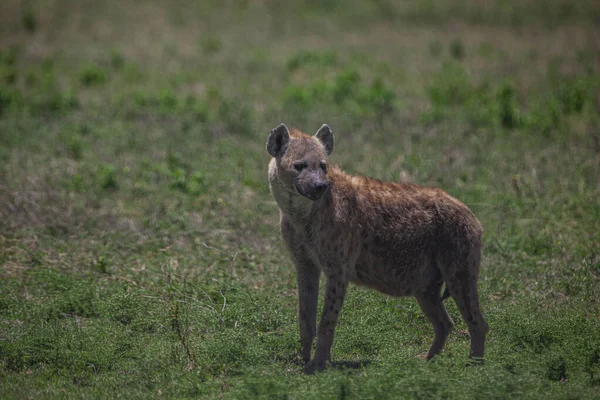 Spatřena Hyena Pláních Národního Parku Serengeti Tanzanie Afrika — Stock fotografie
