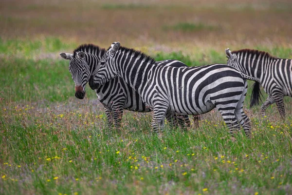 Zebras Serengeti Nasjonalpark Tanzania – stockfoto