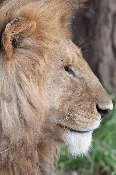 狮子在坦桑尼亚塞伦盖蒂国家公园 — 图库照片