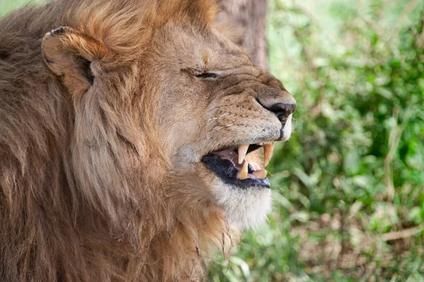Lion Serengeti Taman Nasional Tanzania — Stok Foto