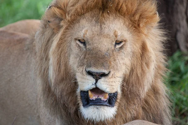 Lion Serengeti National Park Tanzania — Stock Photo, Image