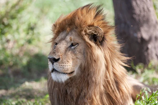 Leijona Serengetin Kansallispuistossa Tansaniassa — kuvapankkivalokuva
