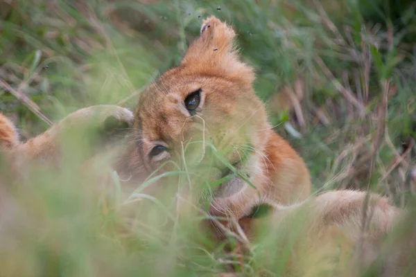 Львица Национальном Парке Серенгети Танзания — стоковое фото