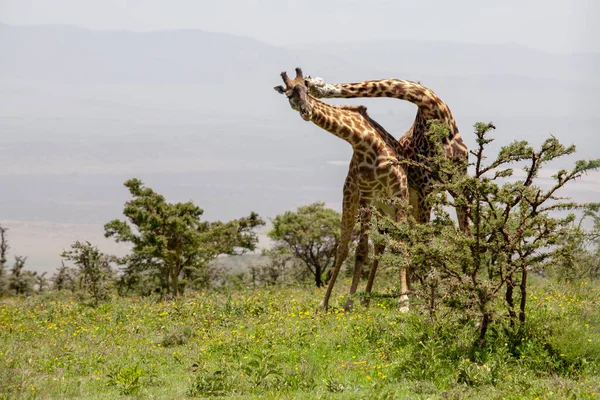 Vahşi Zürafalar Ngorongoro Krateri Tanzanya — Stok fotoğraf