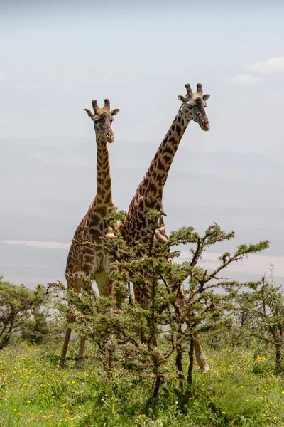 Girafes Sauvages Cratère Ngorongoro Tanzanie — Photo