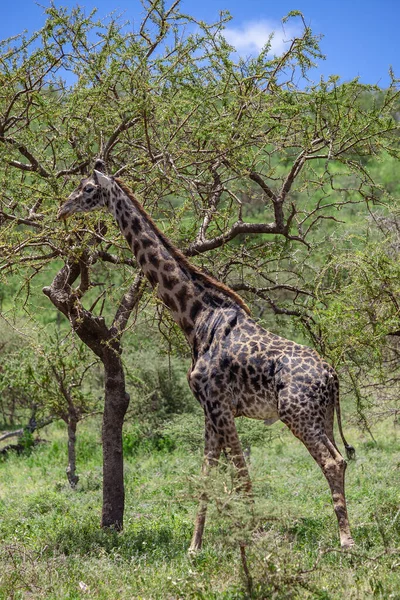 Girafe Sauvage Cratère Ngorongoro Tanzanie — Photo